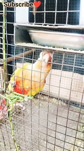 pineapple Conures❤️❤️✨✨#pineappleconures #love #birds#birdslovers #pets#petslovers #mmgoldenfeathers