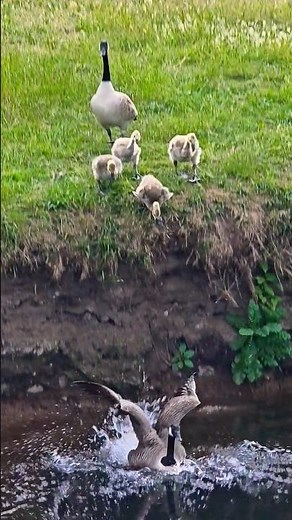 Watch This Canada Goose Family Take the Plunge! 🦢🐥💦 #shorts
