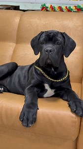 8.9K views · 54 reactions | Cane Corso female #canecorso...