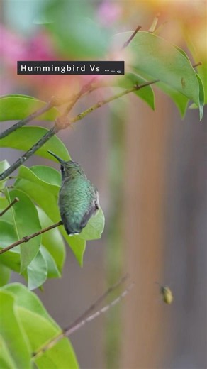 Who is faster: Hummingbird or Bee? #shorts #naturefacts #wildlife