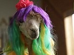 Cody the alpaca proves the perfect pet as farm-house resident