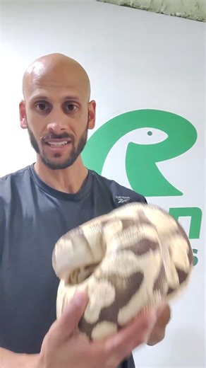 Massive Ball Python!