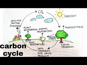 Carbon cycle/how to draw carbon cycle diagram/diagram of carbon cycle/carbon cycle diagram/drawing
