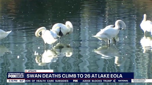Swan deaths rise at Lake Eola as bird flu takes toll
