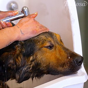 A little girl helps a scruffy puppy. | Fabiosa Life