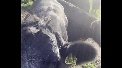 Does the peace corps have volunteers in islamic countries - Porno Carioca