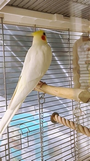 Adorable Cockatiel Jerry's Cute Dancing Moves ☺️ 🎶 🦜 #cockatielscraze #birdsinging #cutepets