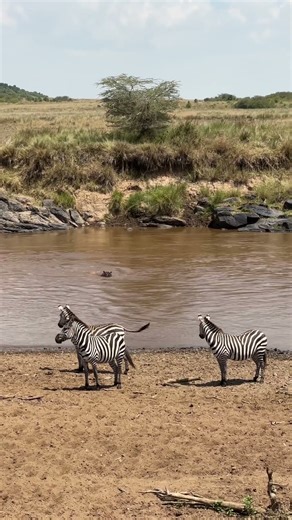 Hippo vs zebra #greatmigration #masaimaranationalpark #wildlife #nature
