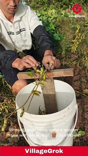 Efficient Soybean Harvesting: Using a Homemade Stripper Tool