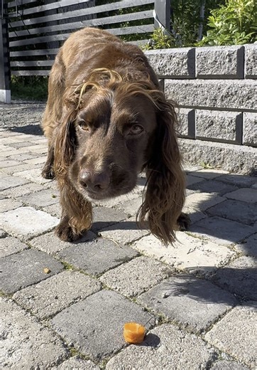 When you’re part spaniel, part cocker, and 100% bunny 🥕🐶 #wildjoeyadventures #SprocketSpaniel #DogTok #FunnyDogs #DogsOfTikTok #SpanielLife #SunsetVibes #PuppyLove #FurBaby #Petinfluencer #TikTokDogs #DogHumor #DogsInNature #AdventurePup #CuteDogsDaily #PetTok #DogLover #TrendingNow #ViralVideo #explorepage #wildjoeyadventures #spaniel #Summer #dog #finland #sprocker #dogsoftiktok #cutedog #fyp #foryou #doglover #pubdog #beergardenvibes #springerspaniel #doglife #PetsOfTikTok #dogvideo #puppyl