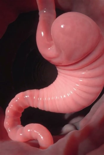 Inside the Stomach & Intestines: Cross-Section View of Digestion | AI Anatomy Visualization 🧪🫀