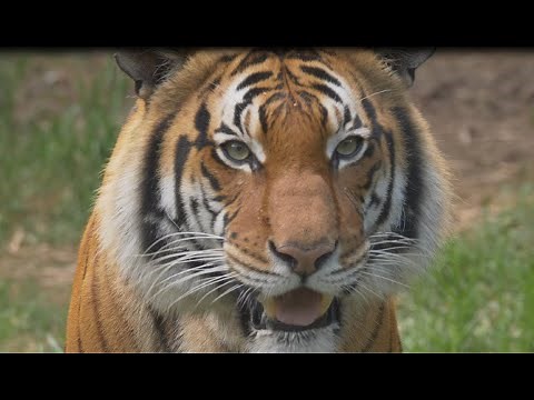 Animal Spotlight: Berani the Malayan Tiger