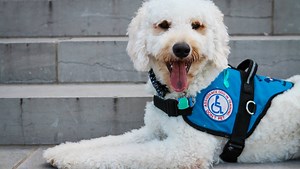 Former military bomb tech unites with long-awaited service dog