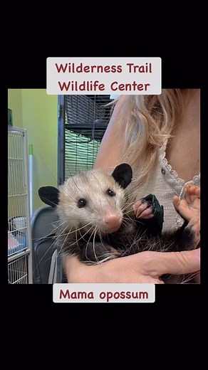 Update on mama opossum and her pouch of 3 baby joeys. She is still very bad injured. I’m giving her fluids, pain meds, two different antibiotics , a warm bed and wound management. Again all donations are so helpful and needed. CASHApp and Chime is $wtwc , PayPal is wildernesstrail and venmo is WildernessTrailWildlifeCenter thank you all so very much for your help. #wildlife #opossum #opossumsofinstagram #marsupial | Wilderness Trail Wildlife Center Furwin