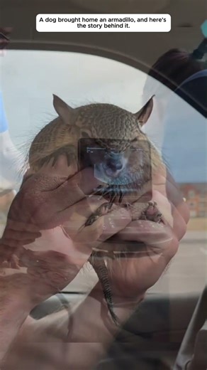 A dog brought an armadillo home and then...