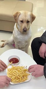 81K views · 2.8K reactions | Dog: I will eat whatever you want... #reelsvideoシ #funnyreels #dog #reelsviralfb #funnyvideo #cute #smartdog #doglover #pets #funny | Annie | Facebook