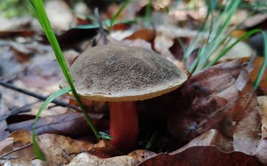 【在德国采蘑菇】魔性的白鬼笔 大金钱菇 牛肝菌