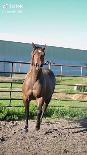 Still waiting for the flames to develop but I’d say her dragon transformation is well underway. #horse #equestrian #lunge #fyp #foryou #quarterhorse