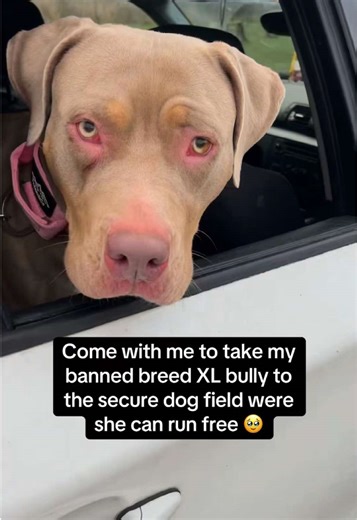 Bringing My XL Bully to Run Free at the Dog Field