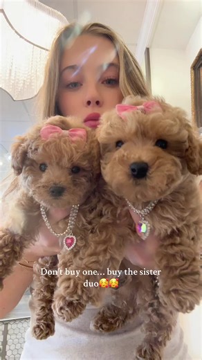 Adopting Toy Poodle Sisters: A Perfect Puppy Duo