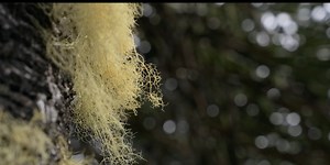 Smart Forests Research film - digitalization of forest environments