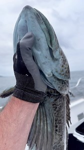 Had a great group of Fly fishermen/women from Bend today. And they put a clinic on the Ling Cod! Check it out! Book a trip, it’s going to be good season. @docksidechartersdepoebay @captain_ty21 @surfridersportfishing @captain_romanator @grundens @visitbend #fishingpnw #fishing #oceanfishing #sea #adventure #getoutside #saltlife #tightlines #oregoncoast #pnw #lingcod #rockfish #ocean | Pnwcoastfishing
