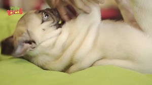 Mr. K the Pug Pup is very ticklish. And he just can't stop laughing. Join the fun. | Put Chutney