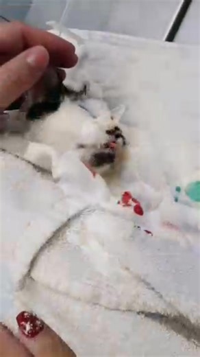 🛑 Please, take a couple of minutes out of your busy day to watch this video 📽. THIS is what Grand Strand Humane Society stands for. 💗 THIS is what your support makes possible. After you watch, consider a donation by clicking the button on this post OR follow the link below ⬇️ to get a special gift 🎁 with your donation today. https://www.grandstrandhumanesociety.com/how-you-can-help/giving-tuesday-dec-2-2025/ Some animals come into our care and remind us why we never give up. Fitz is one of t