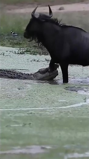 How Did This Wildebeest Survive a Crocodile Attack 😱 #shorts