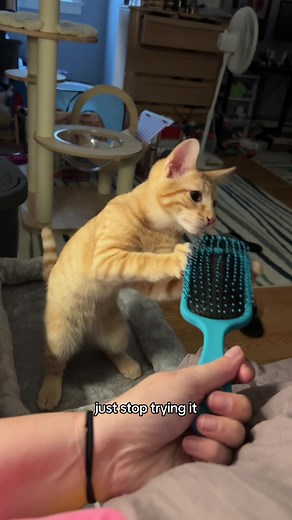 How dare mommy bring a baby into this house. I am the only baby allowed!! #kitten #orangekitty #orangecat #kittentok #orangecatbraincell #orangecatbehavior #funnycat #itsyaboypotato #dayinthelife