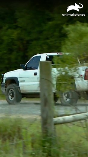 3.9M views · 55K reactions | 鸞 Los Guardianes de Texas arman una operación de vigilancia para atrapar a quienes disparan ilegalmente desde sus vehículos. Descubre las estrategias que usan para hacer justicia. ¡No hay escape!  #GuardianesDeTexas Disfruta el contenido de Discovery en #HBOMax Suscríbete ahora: https://bit.ly/MAX-AnimalPlanetLa | Animal Planet Latinoamérica | Facebook