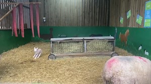 3.2K views · 115 reactions | Zoom practice in our Lamb Nursery Pen   Aren’t they just the sweetest 殺 | Finkley Down Farm | Facebook