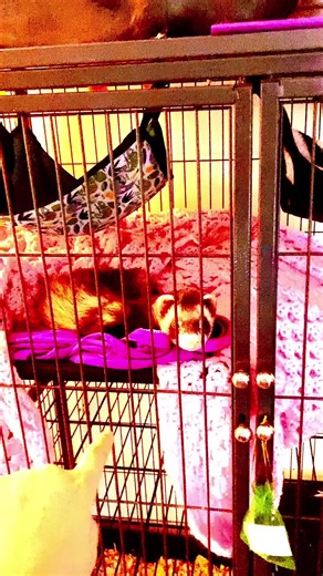 Understanding Ferrets: Why Do They Scream?