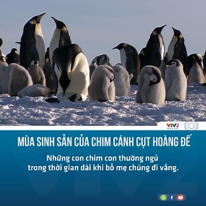 23K views · 858 reactions | Vào mùa đông lạnh giá, chim cánh cụt hoàng đế tranh thủ sinh sản để có thể nuôi con vào mùa hè ngắn ngủi nhưng dồi dào thức ăn. | VTV2 Chất lượng cuộc sống | Facebook