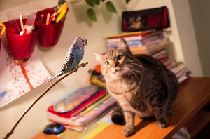 Can Cats and Birds Live Together?