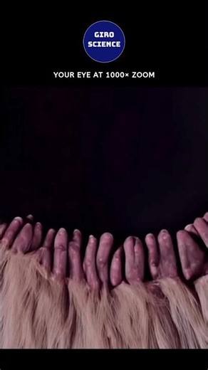 🔥Your Eye at 1000× Zoom, A Hidden World of Vision Science! #healthscience #science #microscopy #eyes