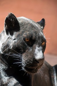 1 2 Step Free Download