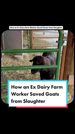 How an Ex Dairy Farm Worker Saved Goats from Slaughter @Luvin Arms #goat #goats #rescue #sanctuary #sanctuarylife #goatsoftiktok #goatlover #animals #animalrescue #dairyfarmer