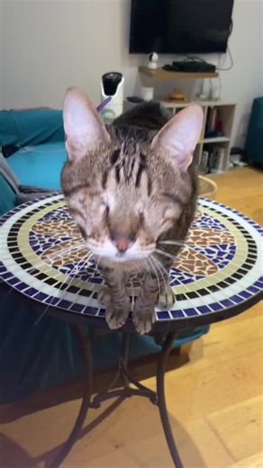 Mama? Are you there? 🥺 #blindcat #meow | cats