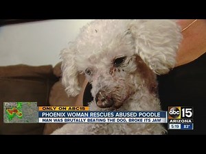 Phoenix woman rescues abused poodle