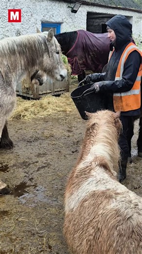Manager of My Lovely Horse Rescue charity appeals for ban on sulky races | Irish Daily Mirror