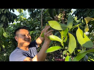 Black & White Sapote - Two of the Easiest Fruit Trees to Grow