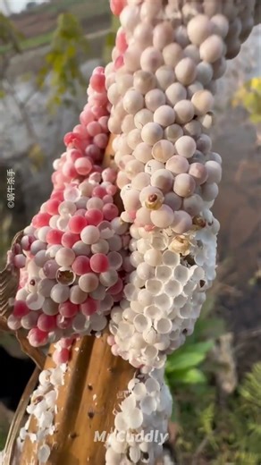 Strange Red Balls Crushed to Save the Environment 🐌❤️