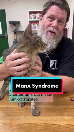 Understanding Manx Syndrome in Cats: Mason's Story