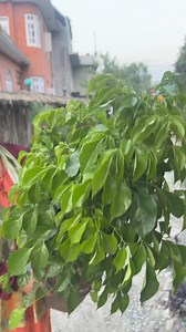 8.7K views · 122 reactions | Radermachera sinica, also called china doll, serpent tree or emerald tree  | Uday Garden Centre | Facebook