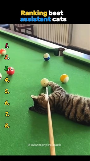 Ranking best assistant cats #funny #cat #rankingshort #pets #funnycat #funnypet