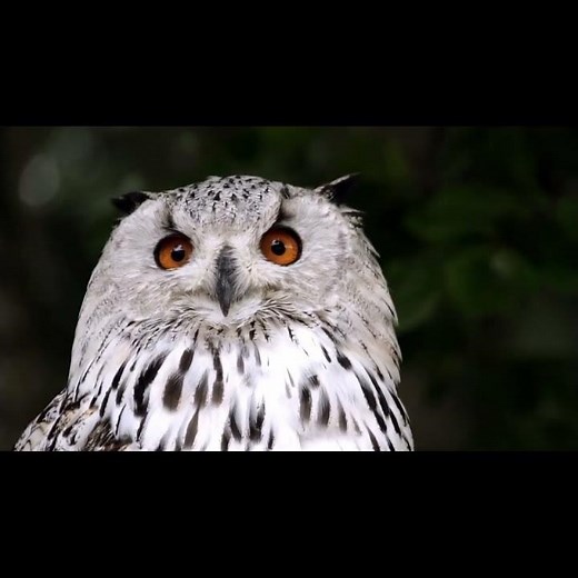 Baby OWL SOUND Nature