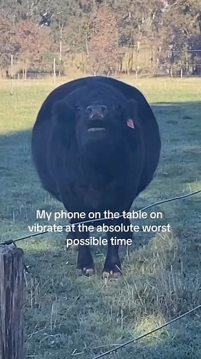 Cute Cow Lovers Club on Instagram: ""The Black Cow Who Made Music with His Mouth" In a peaceful meadow, there was a black cow named Max, and he had a special talent—he could create music with his mouth! 🎶🐄 While the other cows mooed like normal, Max had his own rhythm. One day, as he was chewing on some grass, he started humming a catchy tune. Before long, he was beatboxing, creating rhythms with birds chirping along and the wind swaying to his beats. 🎤🌿 Max's music wasn’t just ordinary mooi