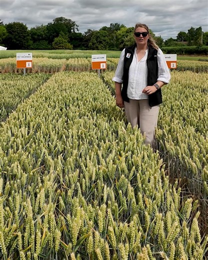 🚜 New Group 3 wheat, KWS Solitaire, delivers yields comparable to the best feed wheats - just 1% behind KWS Scope, the highest-yielding Group 4. A great choice for growers seeking a barn-filler with added market potential.🌾 👩‍🌾 Hear from Product Manager, Olivia Bacon, on why KWS Solitaire is a standout choice for growers, and why it is a good on-farm partner with last year’s newcomer, Bamford. | KWS UK