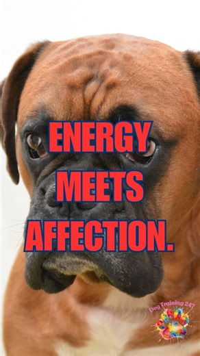 Indiana – Boxer #dogbreeds #dogbreed #50states
